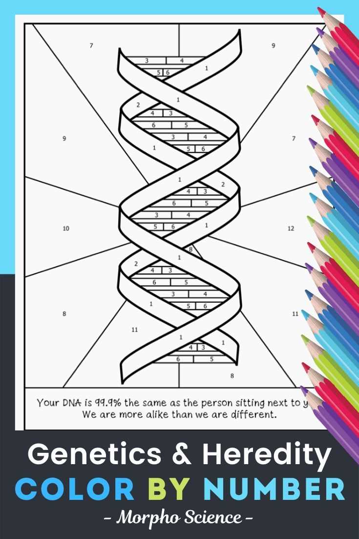 genetics and punnett squares color by number answer key