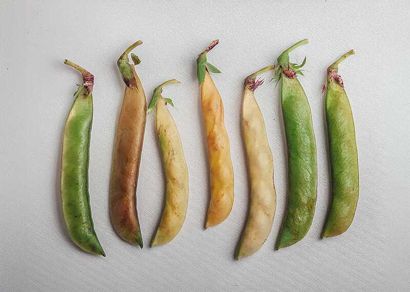 genetics practice peas please answer key