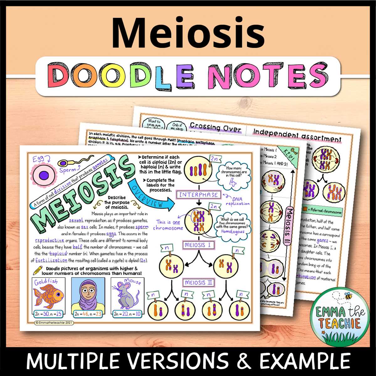 geniverse meiosis worksheet lab answers key