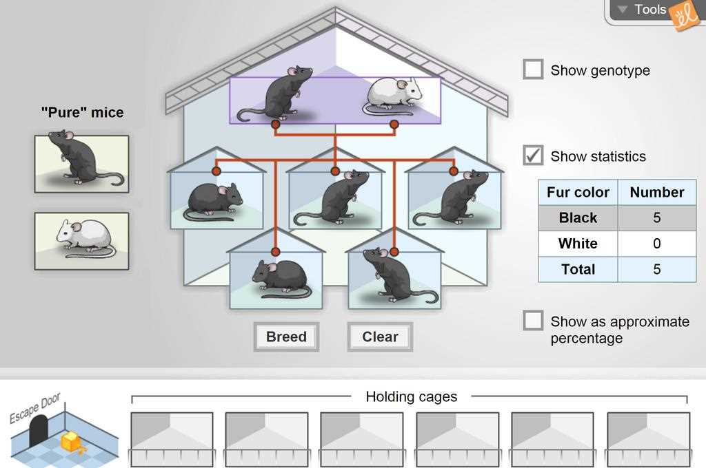 gizmos mouse genetics one trait answer key