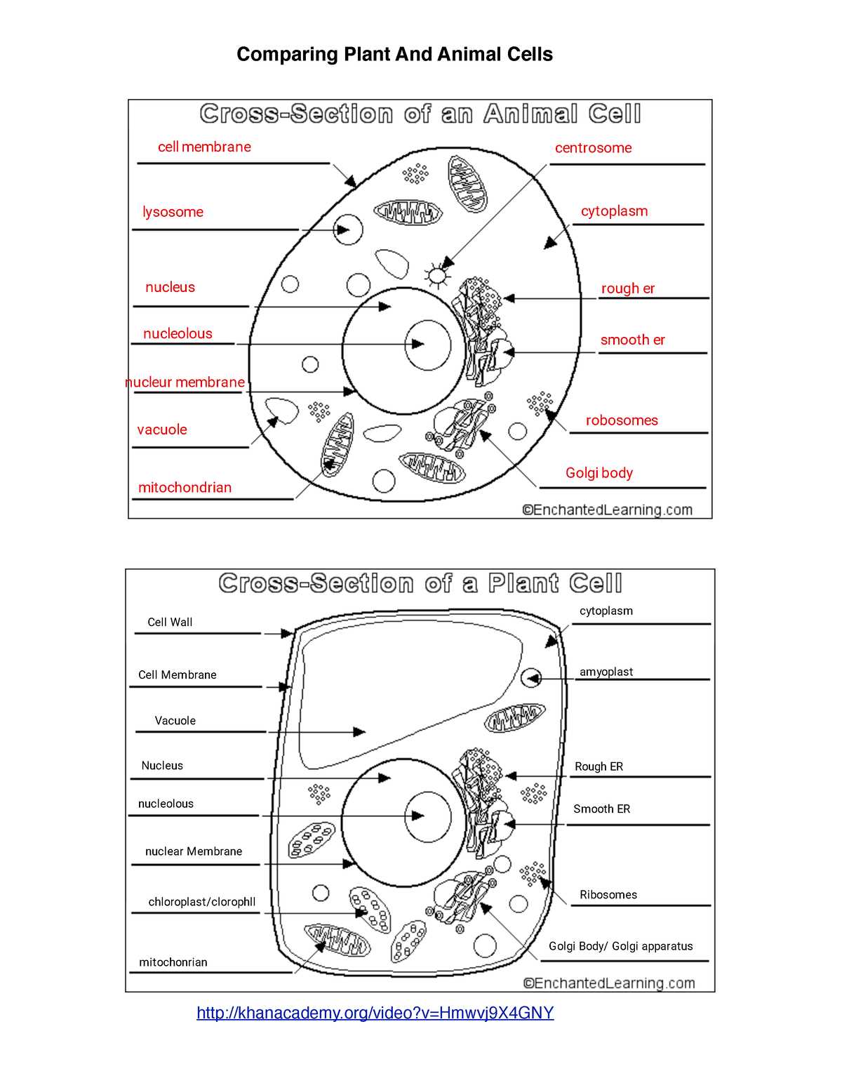 animal cell diagram answer key