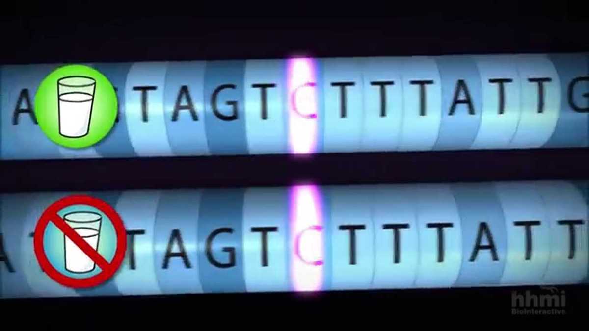 got lactase the co evolution of genes and culture answer key