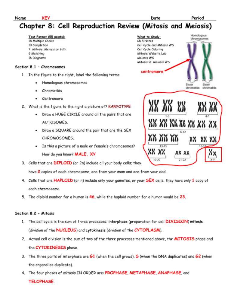 cell cycle mitosis review answer key