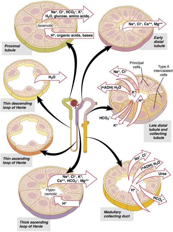 section 48 3 review urinary system answer key