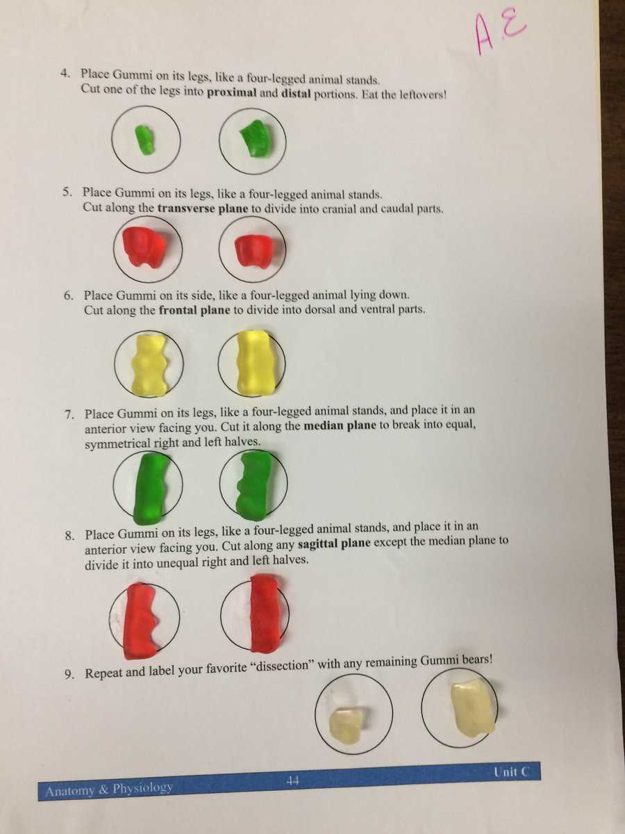 gummy bear anatomy answer key