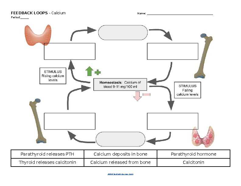 blood feedback loop answers key