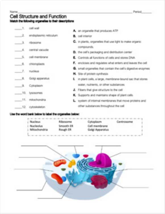 chapter 7 cell structure and function vocabulary review answer key