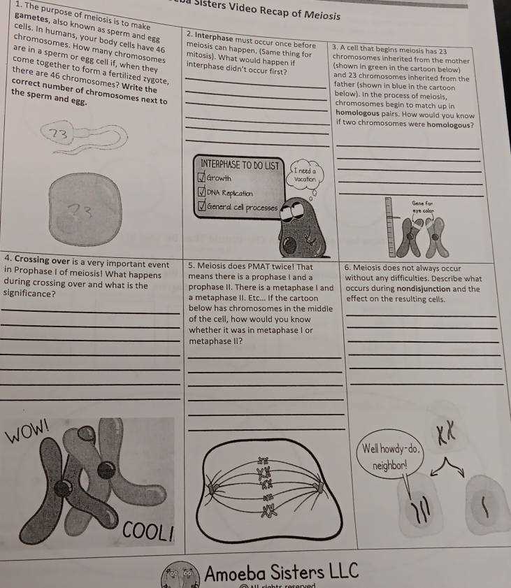 amoeba sisters chromosome numbers answer key
