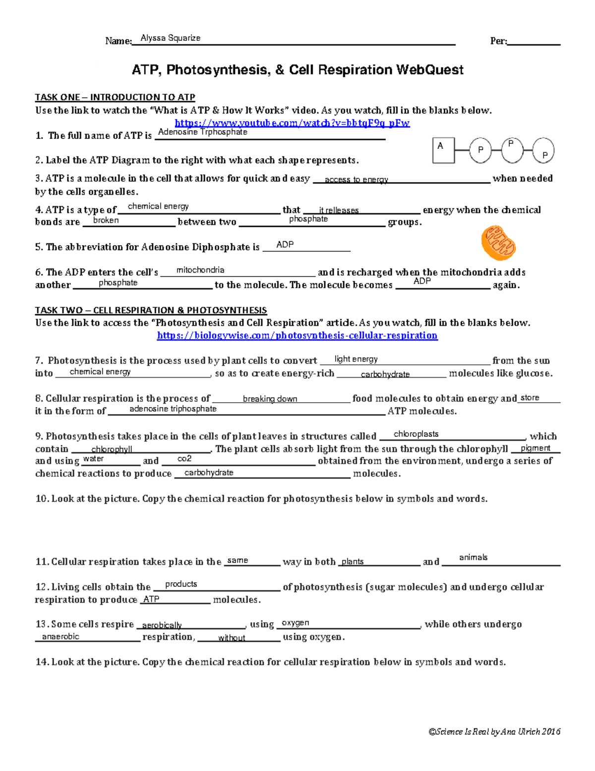 cellular energy answer key