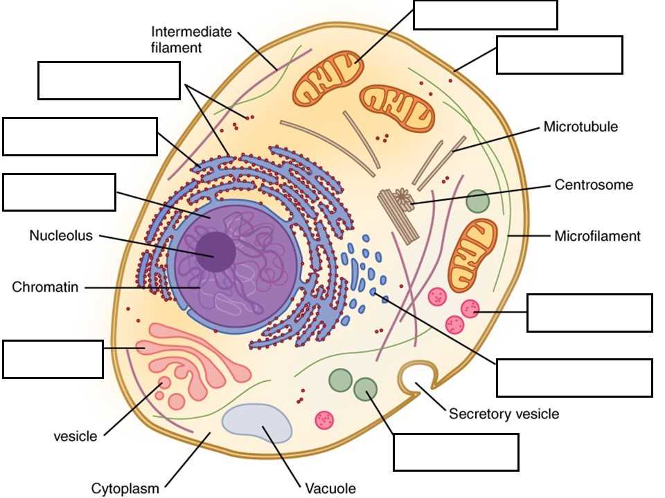 histology virtual lab epithelial tissues answer key