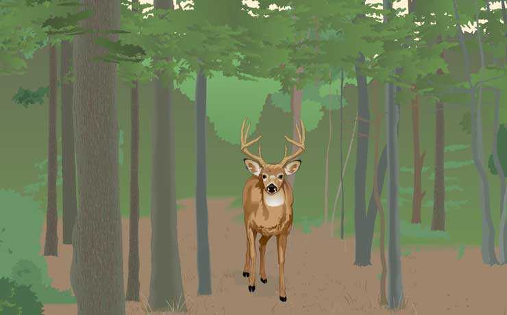 todays hunter with wildlife identification guide answer key