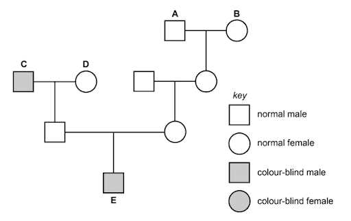 homework 2 sex linked genes answer key