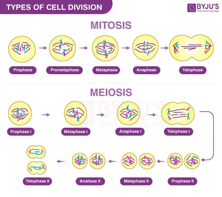 cell reproduction review packet answer key