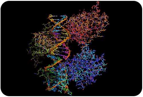 chapter 12 molecular genetics answer key