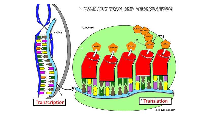 biology transcription and translation practice answer key