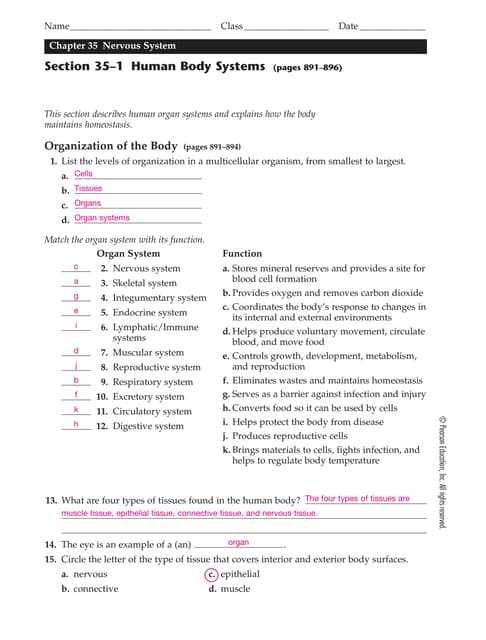 human body answer key