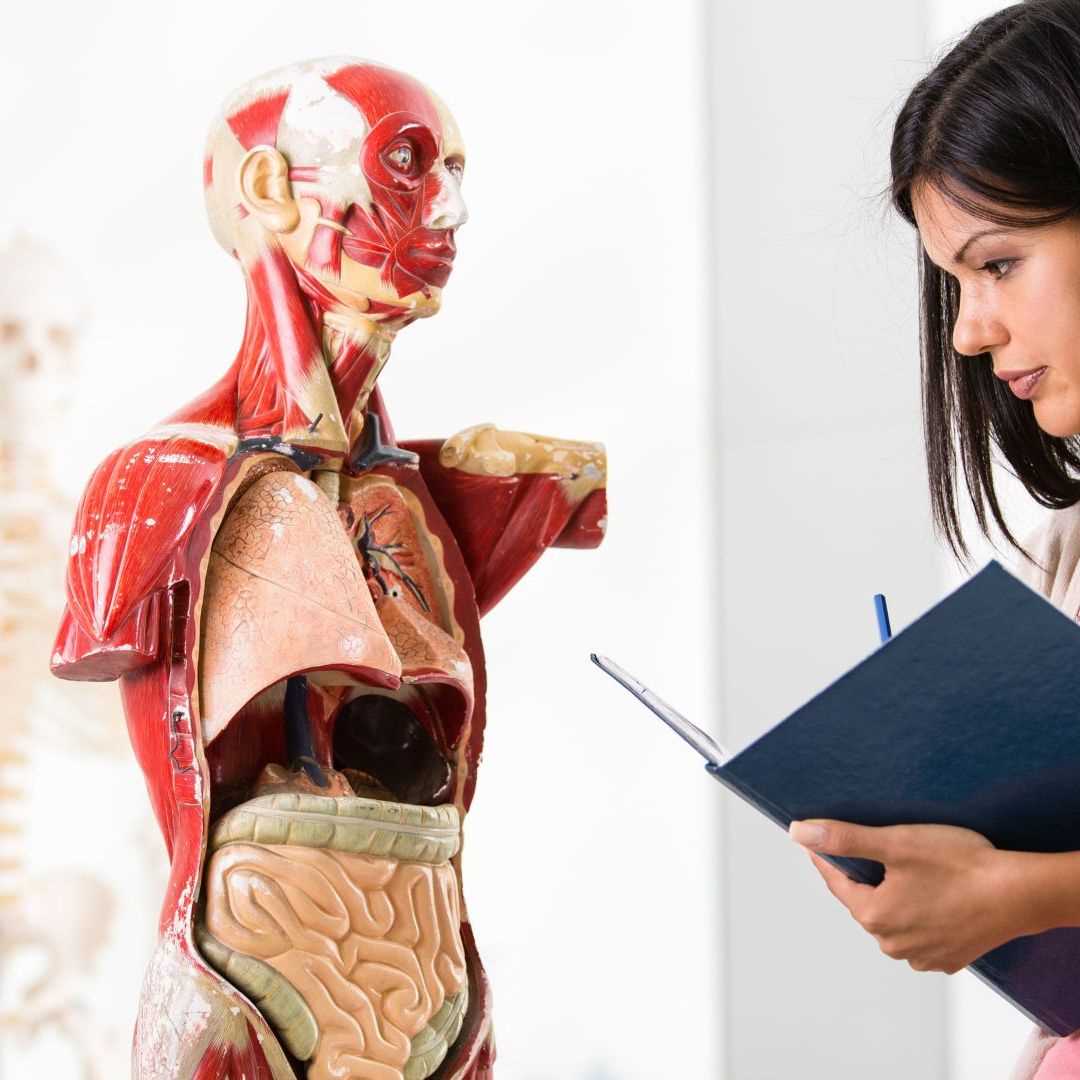 human body basics hidden word worksheet answers key