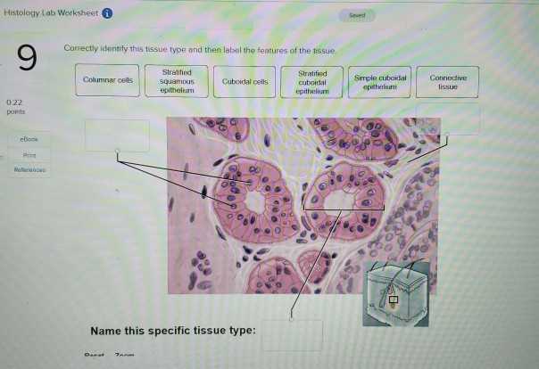 identify and classify types of tissues infographic answer key