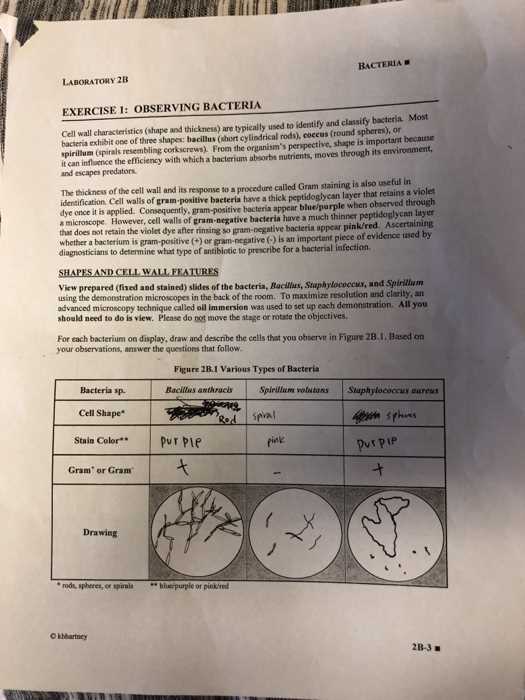 identifying bacteria activity answer key