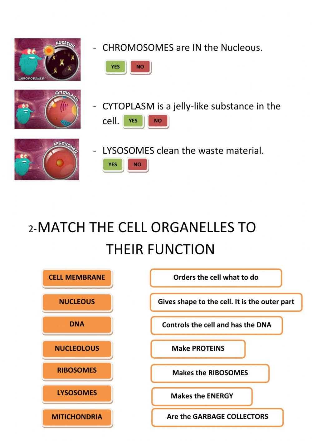 cells and organelles matching worksheet answer key