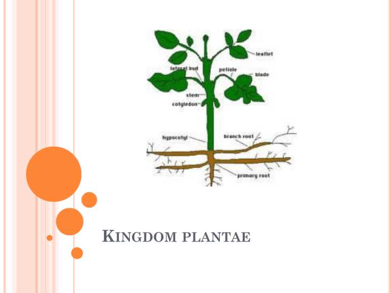 introduction to the plant kingdom homework study guide answer key