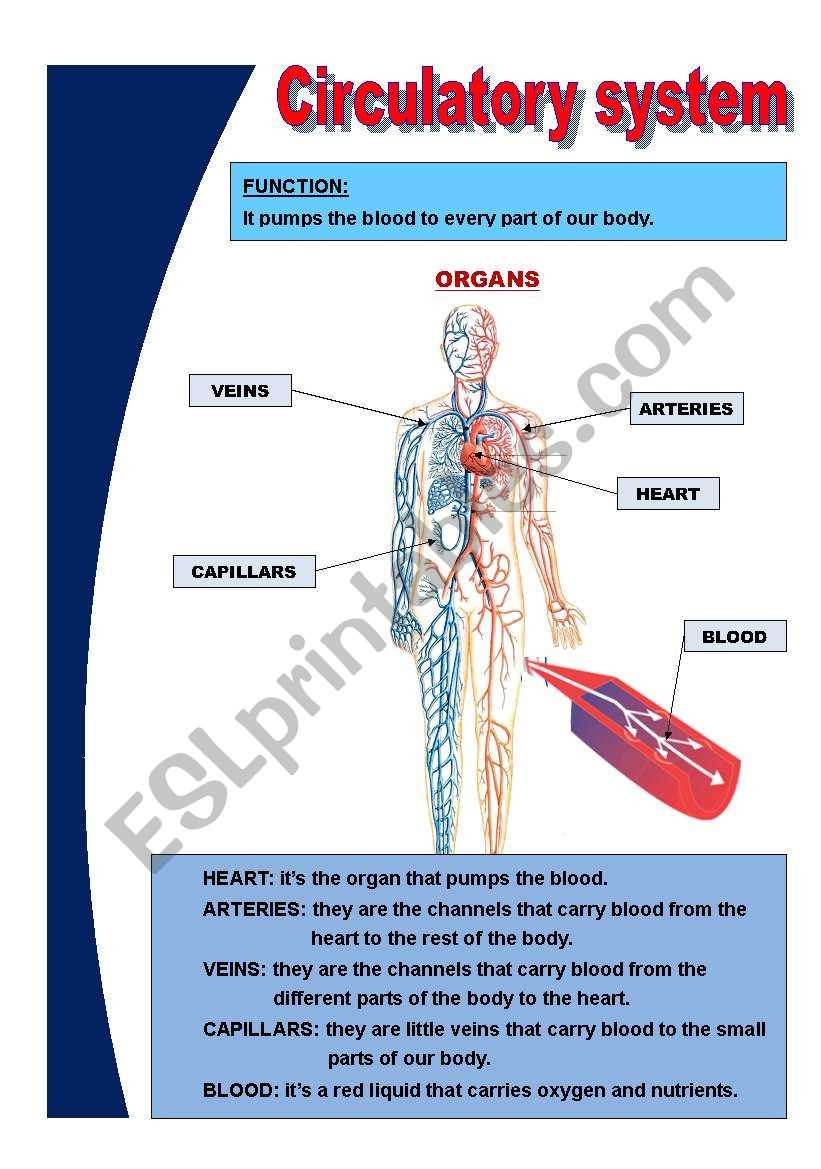 the circulatory system worksheet answer key the circulatory system worksheet answer key