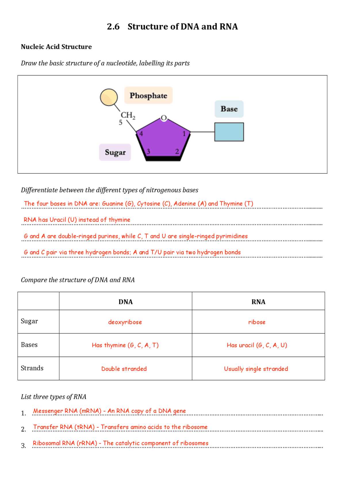 dna and rna structure and function answer key