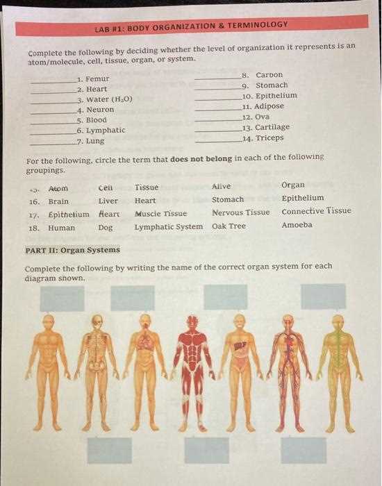 30.1 organization of the human body worksheet answer key