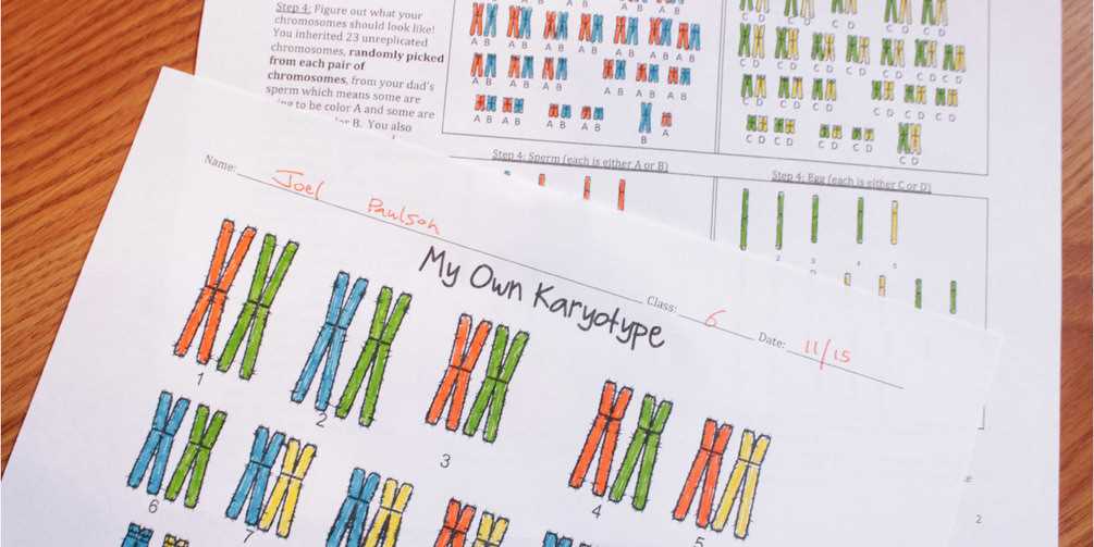 6 karyotype worksheet answers key