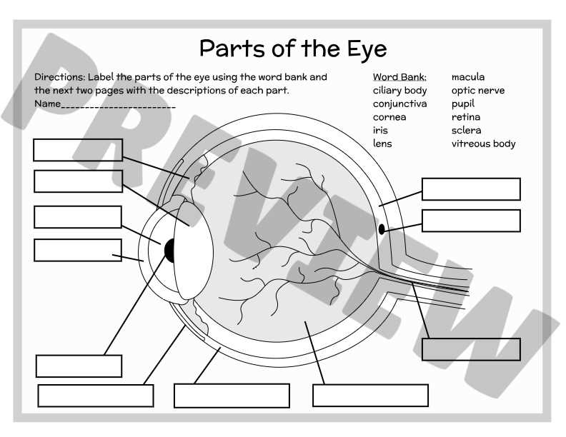 label the eye answer key