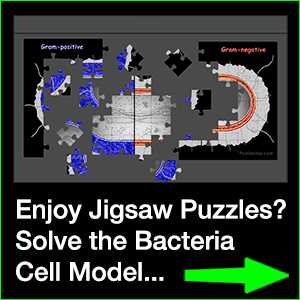 cells alive bacterial cell worksheet answer key
