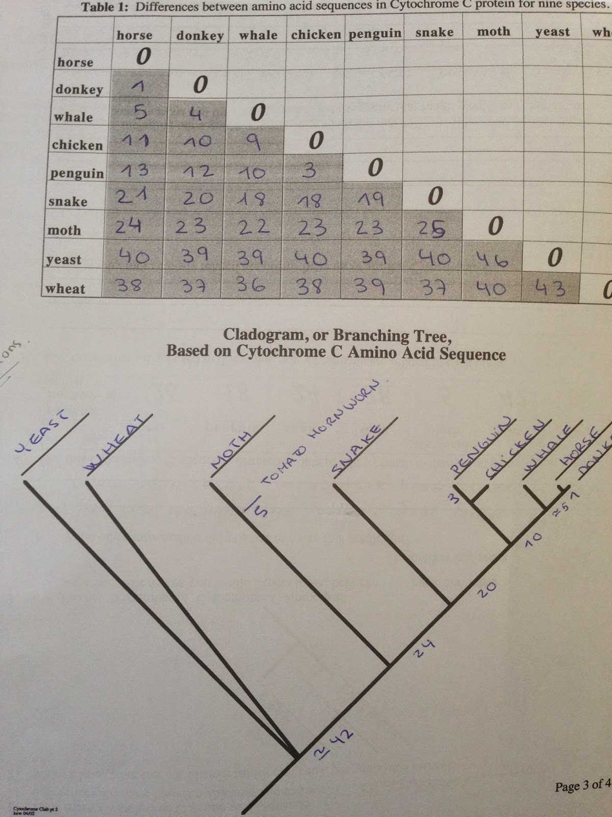 cytochrome c comparison lab answer key