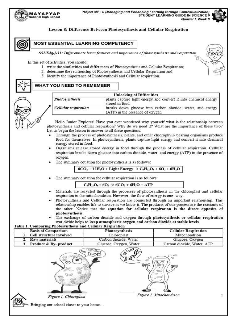 comparing and contrasting photosynthesis and cellular respiration answer key