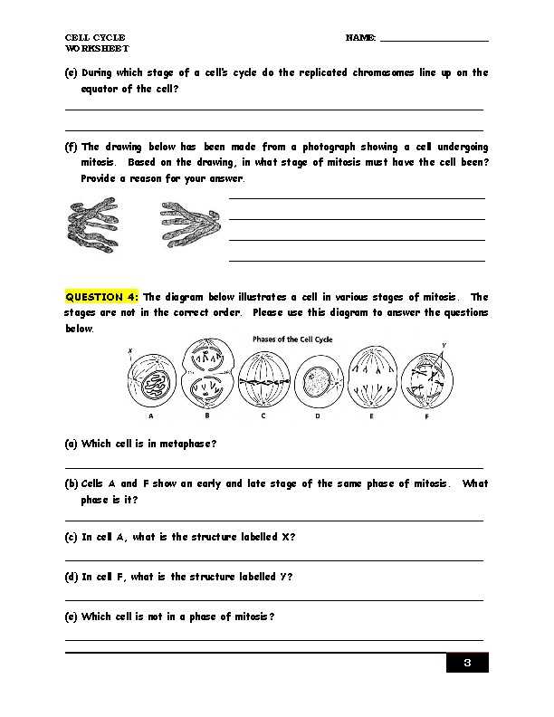 mitosis practice worksheet answer key