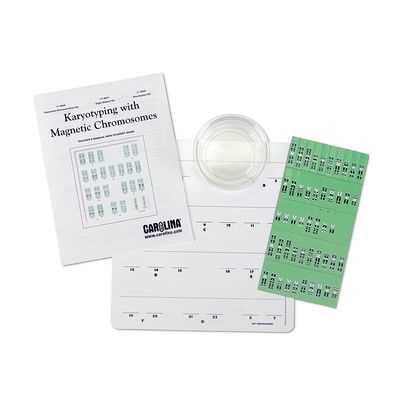 karyotyping practice answer key