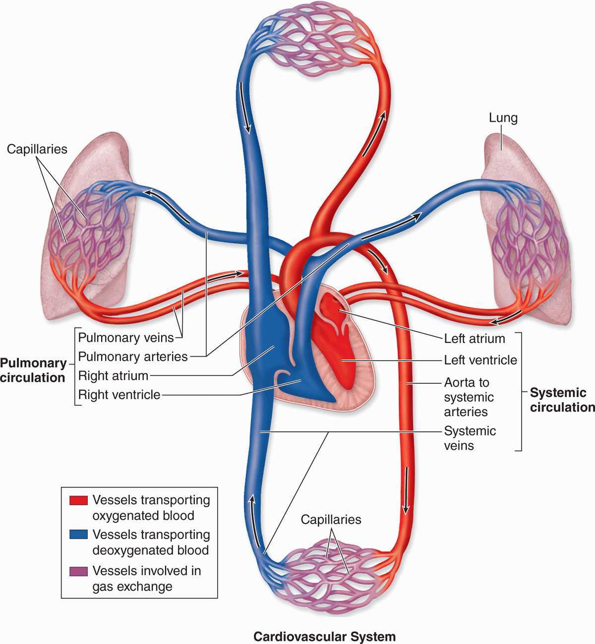 key concept builder lesson 2 the circulatory system answers
