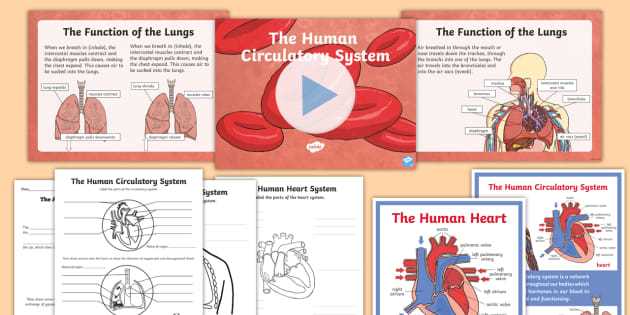 key concept builder lesson 2 the circulatory system answers