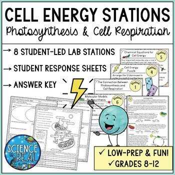 key concept builder lesson 4 cells and energy answers