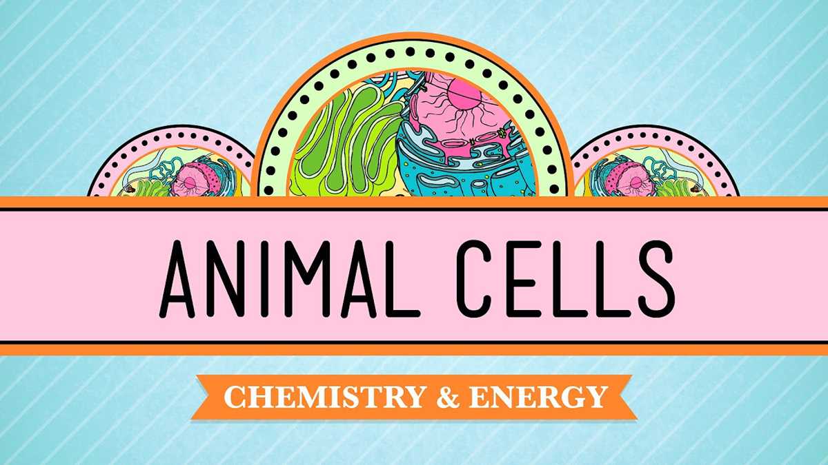 key concept builder lesson 4 cells and energy answers