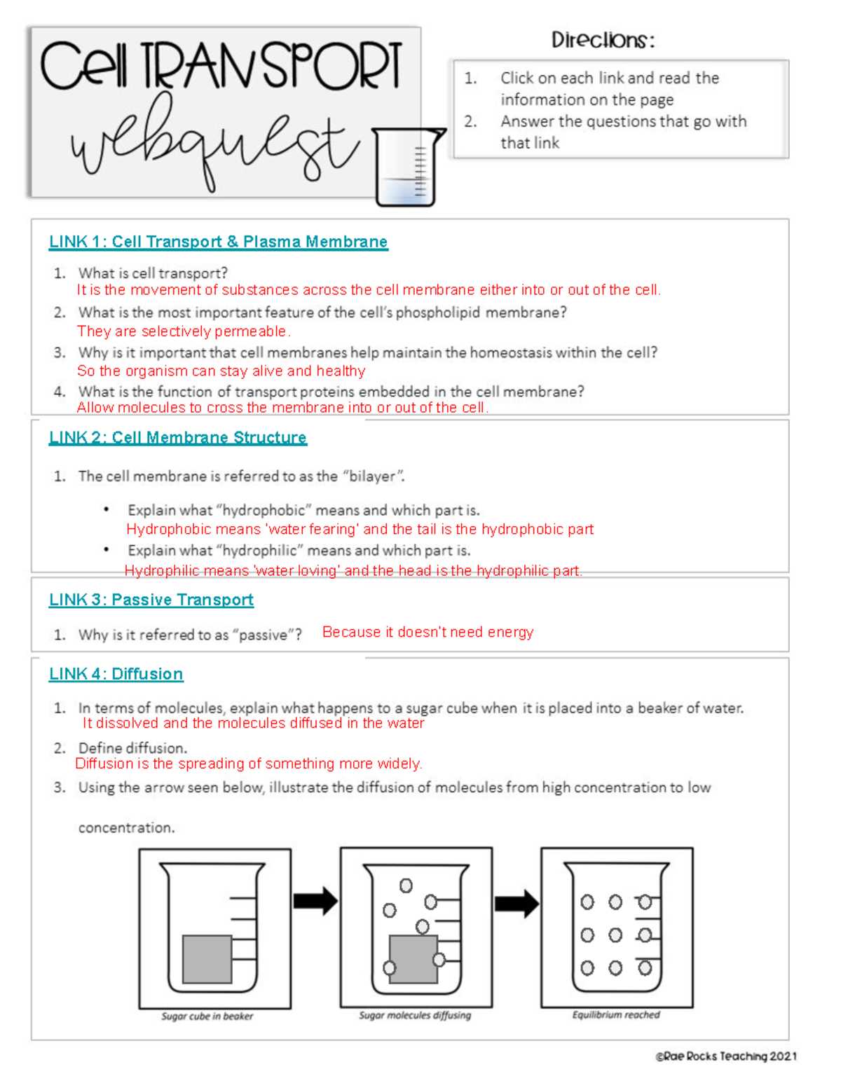 cell physiology membrane transport answer key