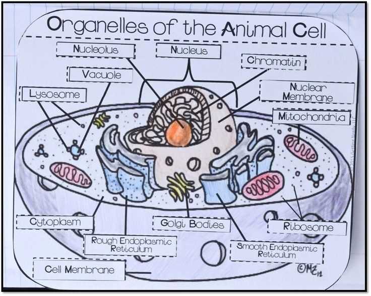 cells and organelles packet answer key cells and organelles packet answer key