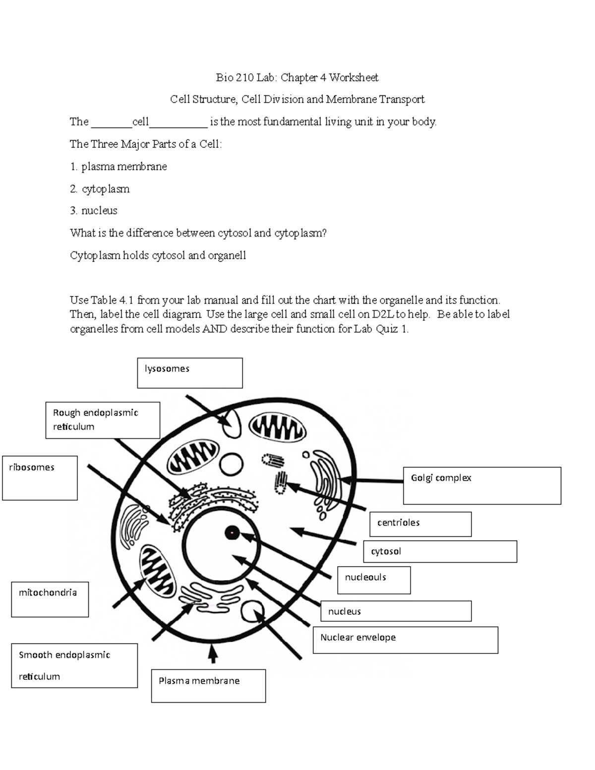 the history of cell biology section 4 2 review answer key