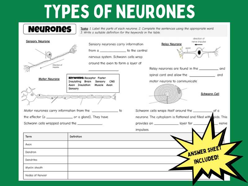 key terms cell processes worksheet answers