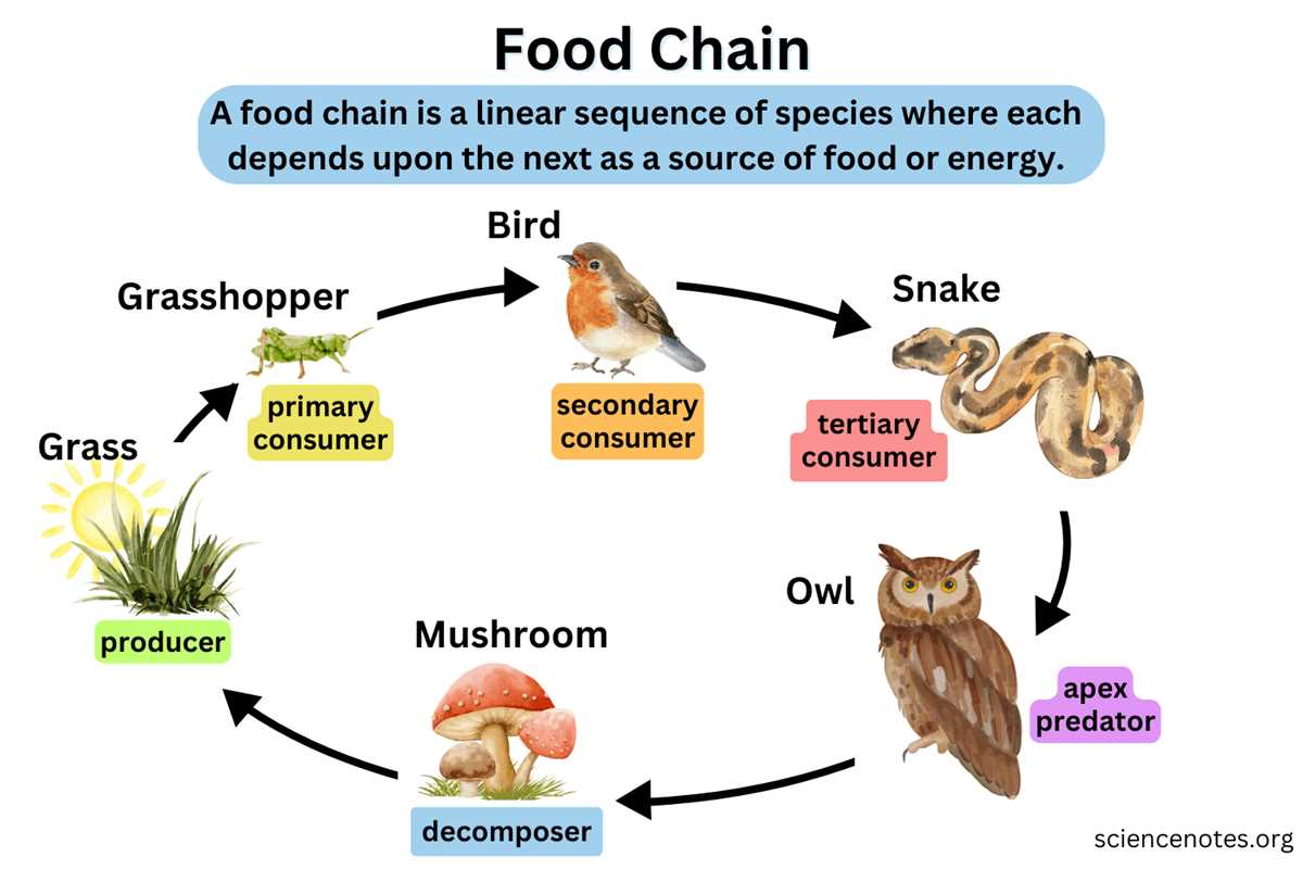 lab energy dynamics in an ecosystem answer key lab energy dynamics in an ecosystem answer key
