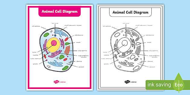 label the parts of an animal cell worksheet answer key