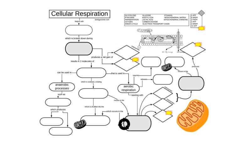 cellular respiration diagram labeled answer key