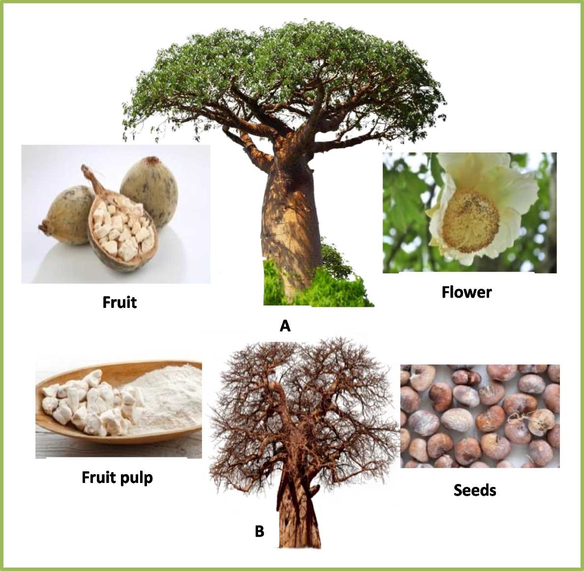 lesson 13.1 sources of micronutrients answer key