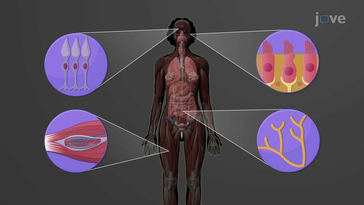 lesson 9.2 learning the key terms anatomy and physiology answers