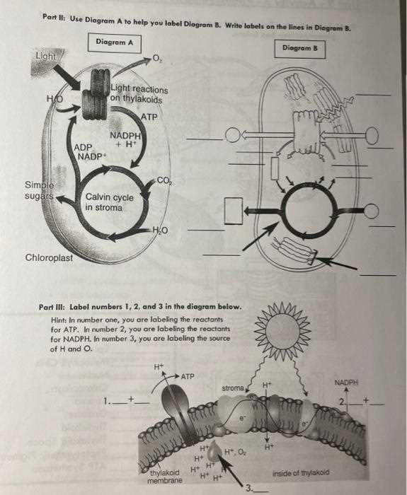 photosynthesis labeling answer key photosynthesis labeling answer key