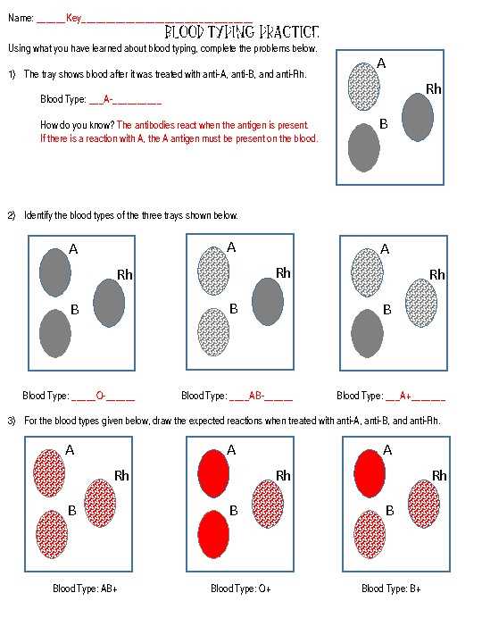 blood typing online activity answer key